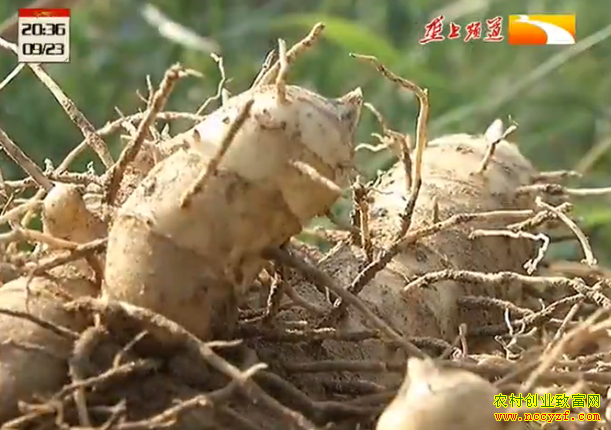 ¢����ҩ����ֲ��Ŀ