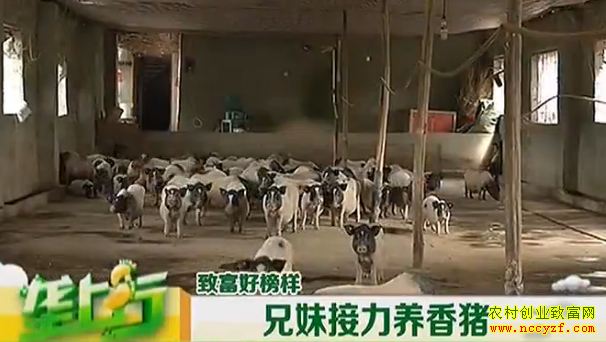 ¢����������ֳ��Ŀ