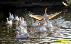 [ÿ��ũ��]ɤ�Ŷ��ߵ����ͭ��е���