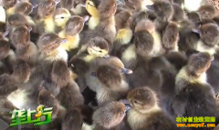 ��ֳ�¸���Ŀ�������������� ���������