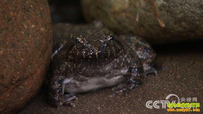 [�¸���]�㽭����غ��ж���ֳʯ��׬Ǯ������