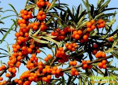 [ÿ��ũ��]��������ɳ����������