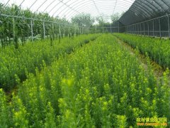 ��ֲ�¸���Ŀ����ľƷ�ֽ��� ������׬Ǯ