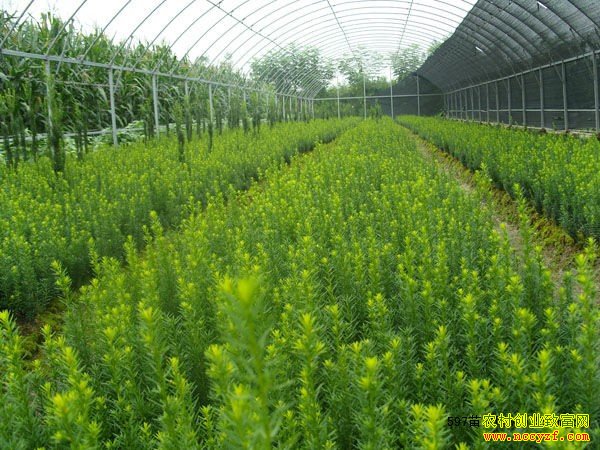 ¢������ֲ�¸���Ŀ