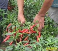 [ÿ��ũ��]��ʯ����������������