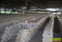 ��ֲ�¸���Ŀ��������ֲʳ�þ��ļ�����Ч���