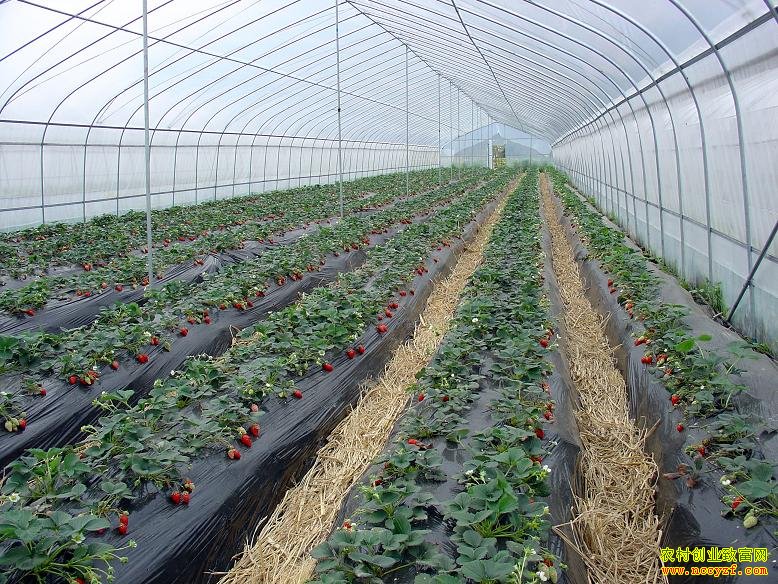 �����ݮ��ֲͼƬ