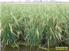 [ũ�����]������Ϻ��̬����������Ƶ