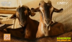 [ÿ��ũ��]���������ͱڵ�ʯ��Ч���