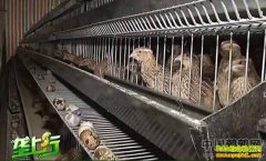 ��ֳ�¸���Ŀ�����Ȳ��¡��𵰵���