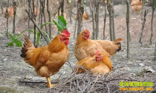 �⼦��ֳ��ͼƬ