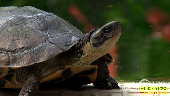 �¸�����������겻��Ѱ��·