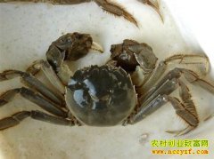 [ũ�����]���������зԽ������������Ƶ