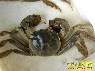 ��з��ֳͼƬ