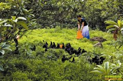 �Ĵ��ɶ����֣������������ڼ�Ч���