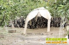 ��԰��Ѽ��ô������԰��Ѽ����Ч���