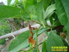 [ũ�����]��Сʳ�ĳ�ķ�������μ�����Ƶ