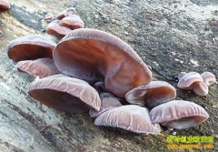 [ũ�����]�Ʊ�ëľ�����༼����Ƶ