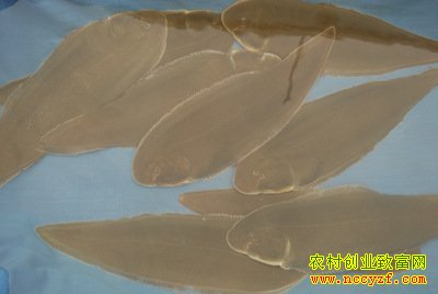 ţ������ֳ��