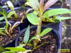 [�Ƽ�Է]��˭�۶����ɲ���Ƥʯ��