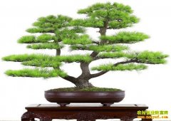 ��ֲʲô�����辰��׬Ǯ�������辰��ҵ��չ����