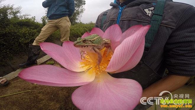 ˫��̥�ֵ�������