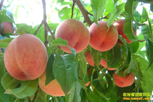 ��������ͼƬ