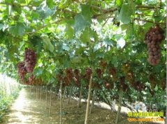 ��ֲ�¸���Ŀ����ֲ����Ʒ�����Ѻ�׬Ǯ