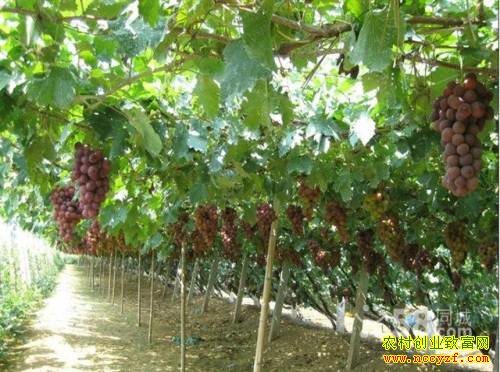 ��ֲ�¸���Ŀ���ֵ����������Ѻ�׬Ǯ