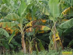 [�Ƽ�Է]�㽶��ή����֢״�����μ�����Ƶ