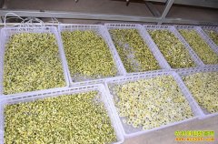 ũ��Ʒ�ӹ���Ŀ���ӹ��ջ� ����һ����