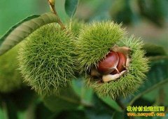 [�����е�]��������ֲ���������׬Ǯ