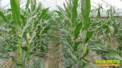 [�۽���ũ]ÿĶ���ײ�ֵ��Ԫ���ŵ�