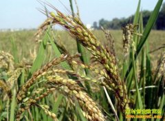 [�۽���ũ]�߶˴��׺������㵾����������