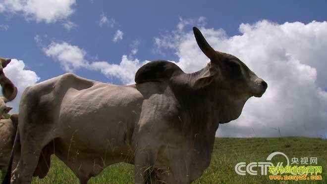 ţ����������ֳ������ţ�¸�����Ƶ