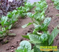 ��ֲ�¸���Ŀ�������������ٲ� һĶ�����3��