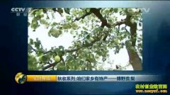 [�����е�]���Ǽ������ز�-��Ұ����