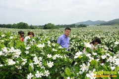 ��ֲ�¸���Ŀ�������ô��� ��ֲЧ���