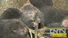 [ÿ��ũ��]����ɽ��������׬Ǯ���ŵ�