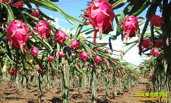 ������������ֲ