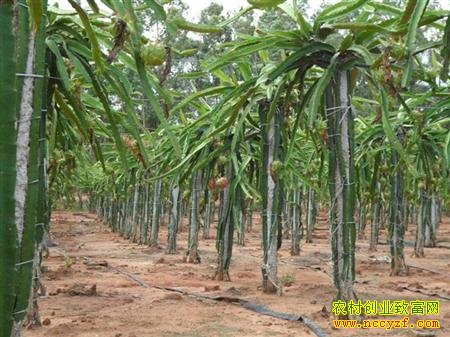 ��������ֲ����