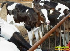 ��ţ׬Ǯ���ν���չ��ţ����ţ��ֳ�����¸�·