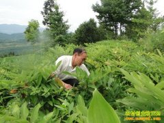 �����ۣ�����ɣֲ��ҩ����ֲ�¸��Ĵ�ͷ��