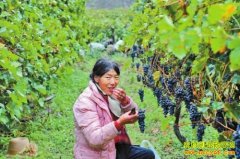 ���ϵ�����������̬��ֲ���Ѹ�ũ��