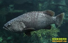 [ÿ��ũ��]����ʮ�������ʯ��������