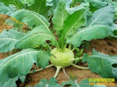 [ũ�����]������¶�����༼����Ƶ