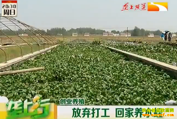 ��ֳ�¸���Ŀ�������� �ؼ���ˮ�Ρ�