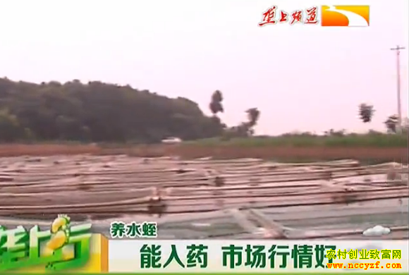 ��ֳ�¸���Ŀ��ˮ������ҩ ��ֳˮ���г������