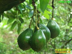 [ÿ��ũ��]ţ�͹�������ˮ����������ˮ����