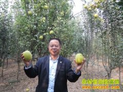 ɽ���������в�:������ľ����,���Ϸ���ľ�ϲ�